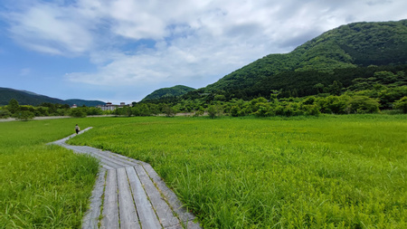Hakone Botanical Garden of Wetlands