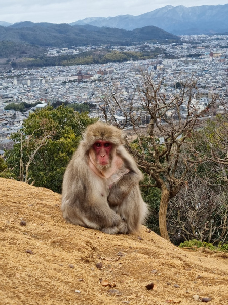 Iwatayama Monkey Park