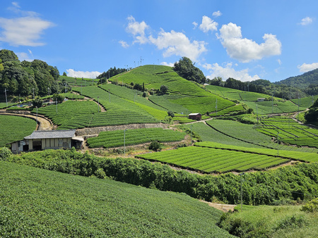 Wazuka Tea Plantation