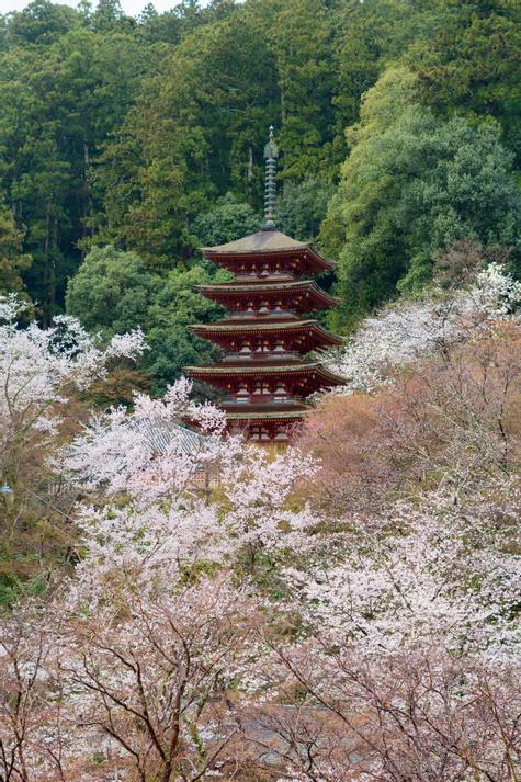 Sakura & Samurai Family Journey