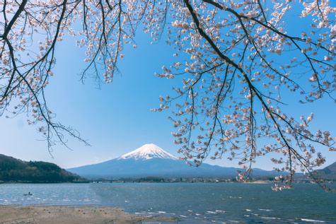 Spring Odyssey  Through Japan