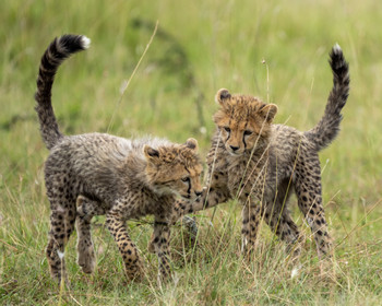 Amboseli National Park photo 2