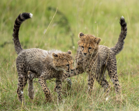 Amboseli National Park photo 2