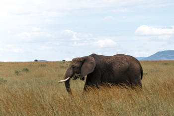 Amboseli National Park photo 3