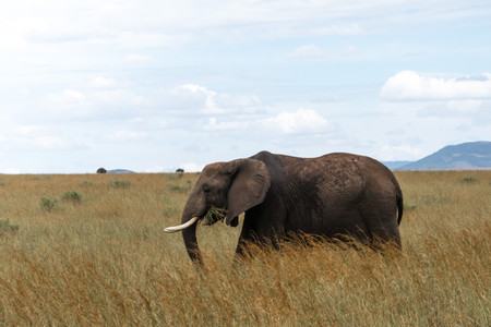 Amboseli National Park photo 3