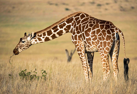 Laikipia - Lewa Ecosystem photo 3