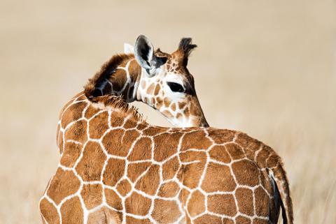 Laikipia Lewa Ecosystem Kenya