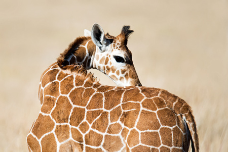 Laikipia - Lewa Ecosystem