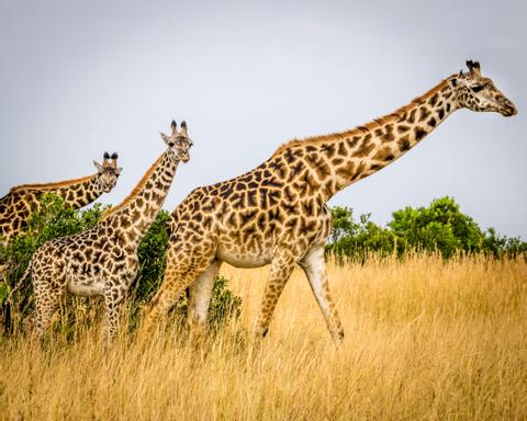 Laikipia Lewa Ecosystem Kenya