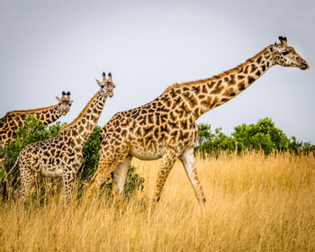 Laikipia - Lewa Ecosystem photo 2