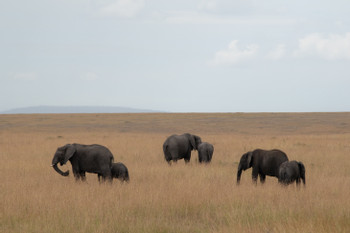 Masai Mara photo 2
