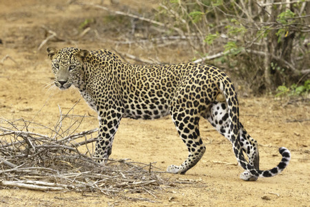 Tsavo National Park photo 2