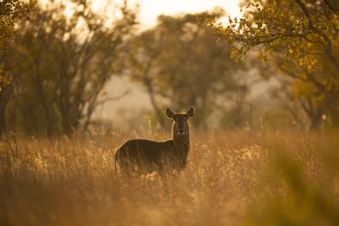 Tsavo National Park Kenya