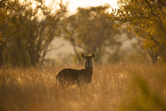 Tsavo National Park