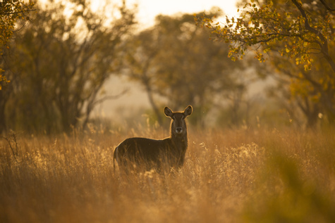 Tsavo National Park