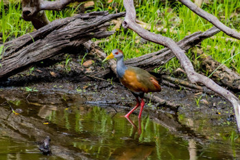 Explore the Hidden Majesty of Calakmul photo 4