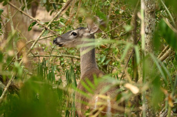 Explore the Hidden Majesty of Calakmul photo 5