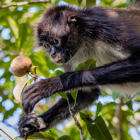 Explore the Hidden Majesty of Calakmul photo 3