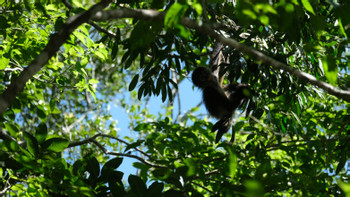 Calakmul photo 3