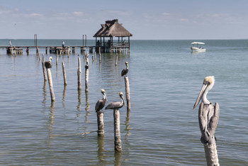 Campeche photo 3