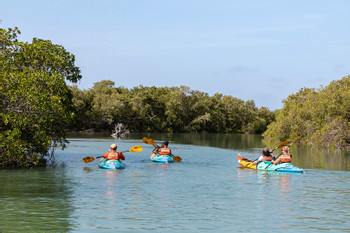 Mangrove Kayak Tour photo 3