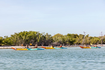Mangrove Kayak Tour photo 2