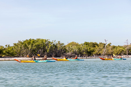 Mangrove Kayak Tour photo 2