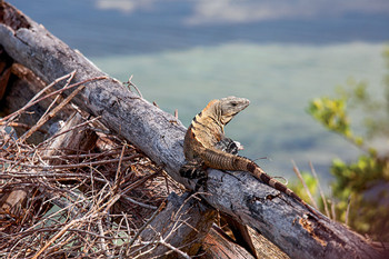 Three Islands Discovery Tour photo 4