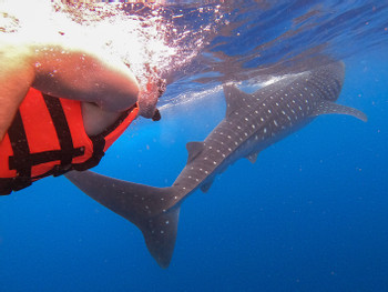 Whale Shark Encounter photo 4