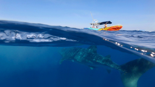 Whale Shark Encounter Photo