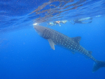 Whale Shark Encounter photo 2