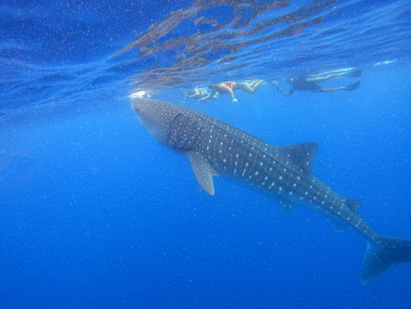 Whale Shark Encounter photo 2