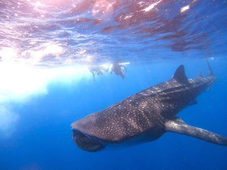 Whale Shark Encounter photo 3