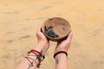 Turtle Release and Bioluminescence in Puerto Escondido photo 5