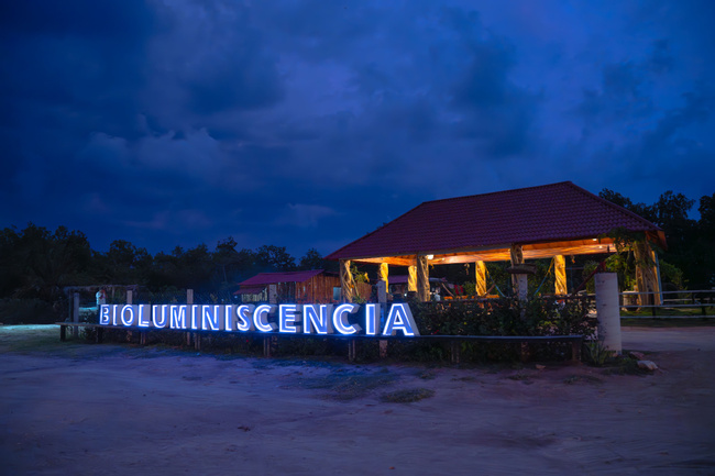Turtle Release and Bioluminescence in Puerto Escondido Photo