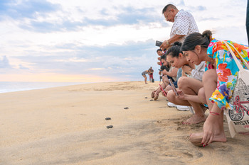 Turtle Release and Bioluminescence in Puerto Escondido photo 4