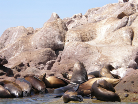Espíritu Santo Island Wildlife & Snorkeling