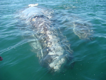 Gray Whale Watching in Puerto Chale photo 5