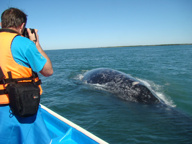 Gray Whale Watching in Puerto Chale Photo