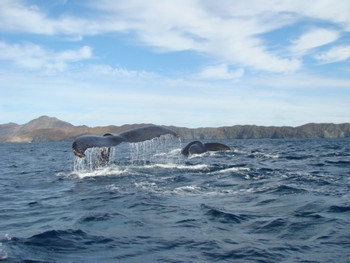Gray Whale Watching in Puerto Chale photo 3