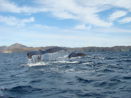 Gray Whale Watching in Puerto Chale photo 3