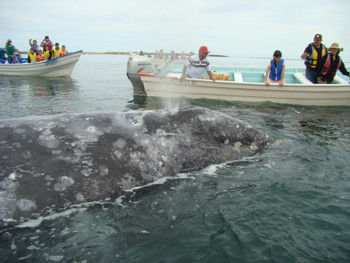 Gray Whale Watching in Puerto Chale photo 4