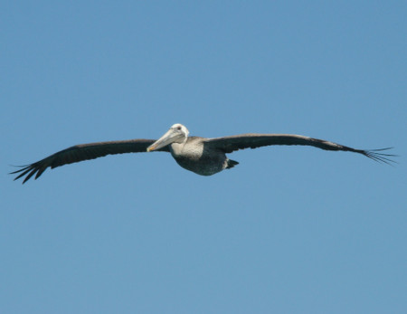 Gray Whale Watching in Puerto Chale photo 2