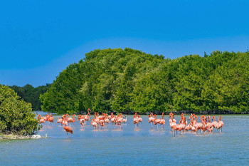 Sail Through Nature’s Sanctuary in Celestún photo 2