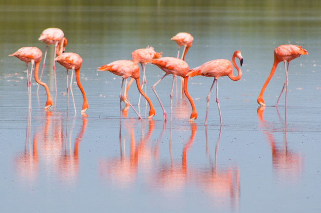 Sail Through Nature’s Sanctuary in Celestún photo