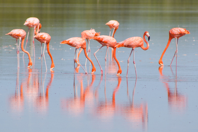 Sail Through Nature’s Sanctuary in Celestún Photo
