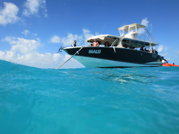 Isla Contoy and Isla Mujeres photo 4