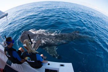 Swim with Whale Sharks: The Gentle Giants of the Caribbean photo 2