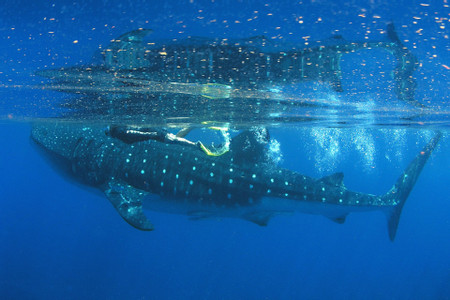 Playa del Carmen, Mexico Tours and Activities