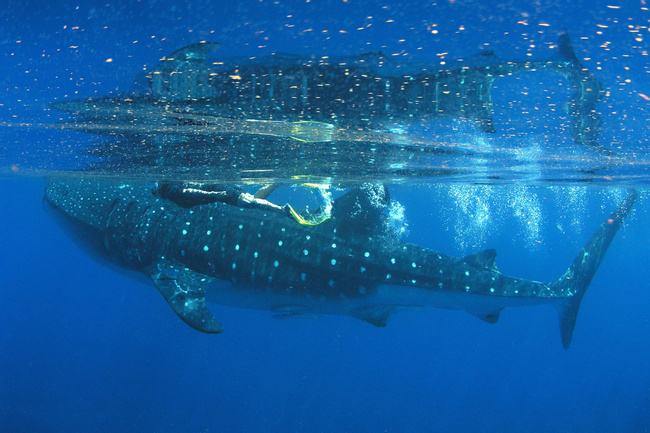 Swim with Whale Sharks: The Gentle Giants of the Caribbean Photo